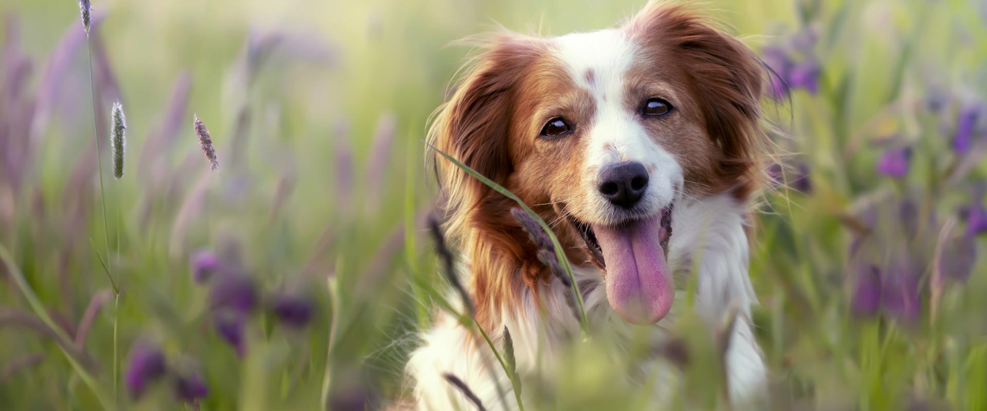 Glücklicher Hund in der Wiese