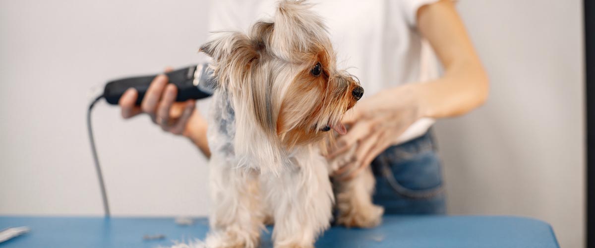 Hund wird getrimmt