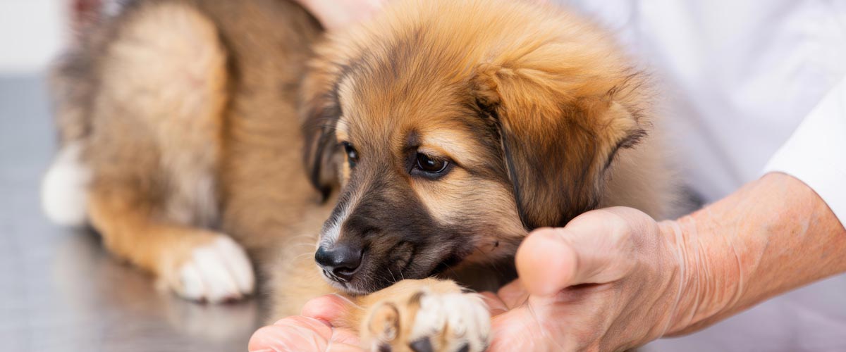Welpe wird spielerisch und stressfrei an die Fellpflege gewöhnt
