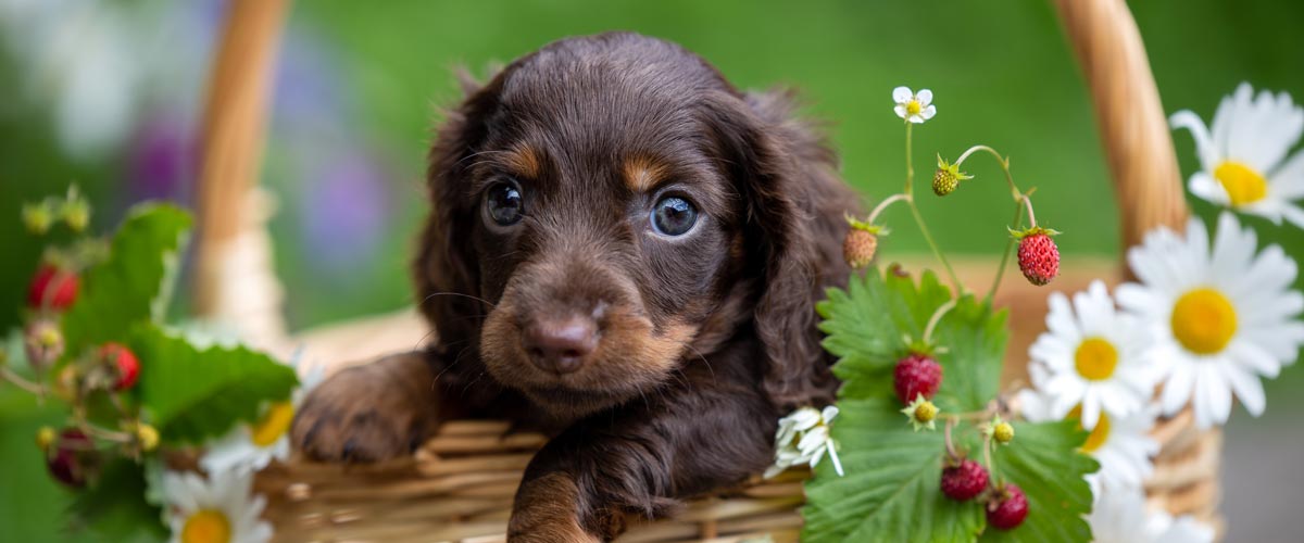 Junger Hund lernt ruhig und behutsam die Fellpflege kennen