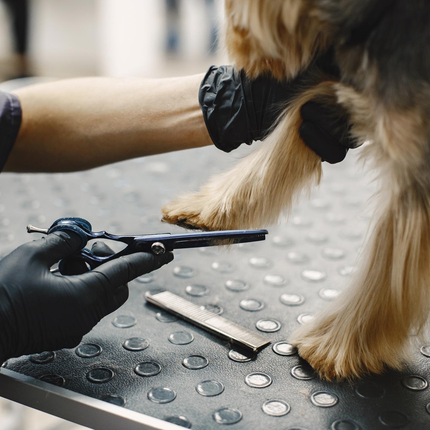 Hund steht ruhig auf dem Tisch während der Fellpflege beim Hundefriseur